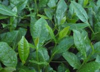 番茄潛葉蛾最佳防治方法？