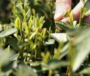 茶的原產地是哪個國家？