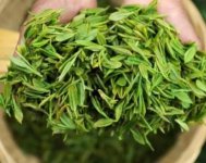 茶樹(shù)產(chǎn)量高嗎？一畝產(chǎn)多少斤？