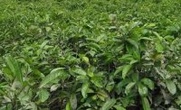 2024年4月茶樹最新詳情：茶樹過度種植、供過于求