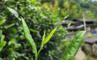 4月19日最新咨詢：“七安紅”春茶開始采收，新